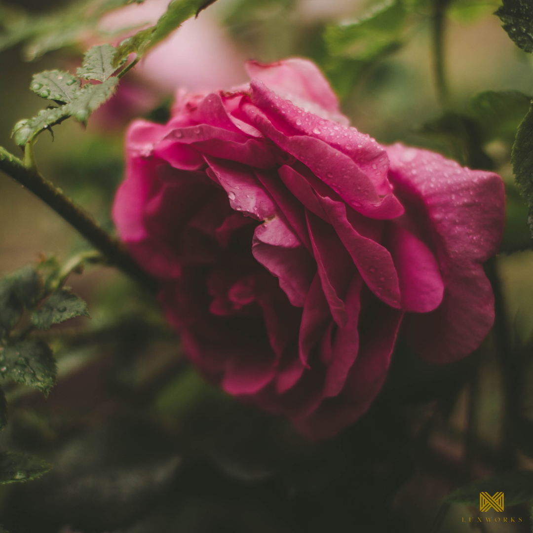 TONE 2:22 - ROSE + GOLD Toner